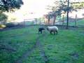 More lamb and dog on Christmas
