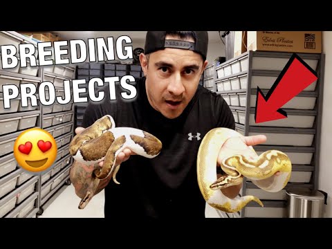 YouTube reptile video