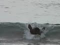 Learning to Surf in Costa Rica with Hershel Lewis