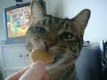 Cat eating a graham cracker Cat eating a graham cracker