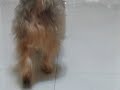 Playing with tiny bear toy