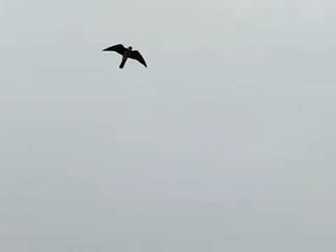 Image de prévisualisation YouTube