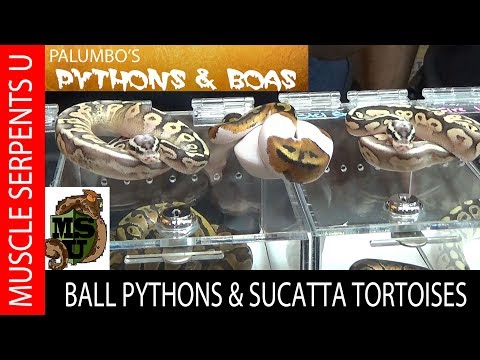 YouTube reptile video