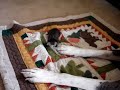 Great Dane babysits 1 week old Kitten