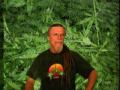 Marijuana Flowering Tip Of The Day