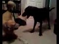 Jackjack decides he wants to play! Jackjack decides he wants to play!