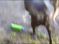 videos de Duke learns to retrieve