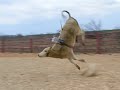 Wilfong Bucking Bulls 2007 Model Calf 3494 Wilfong Bucking Bulls 2007 Model Calf 3494