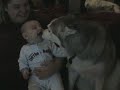 Hund bringt Baby zum lachen