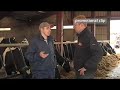 Cash Cows Farmers Journal