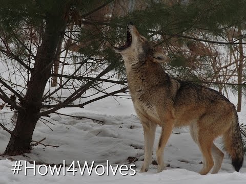 how to locate wolves