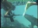 Feeding Sharks