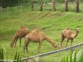 Zoológico de Puerto Rico Dr. Juan A. Rivera Zoológico de Puerto Rico Dr. Juan A. Rivera