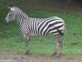 Zoológico de Puerto Rico Dr. Juan A. Rivera