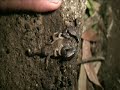 The elusive Stone Gecko
