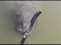 Manatee Kissing