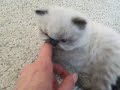Seal Point Male Himalayan Kitten at 4 Weeks Old