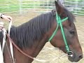 Rescue Standardbred Riding evaluation 2 Rescue Standardbred Riding evaluation 2