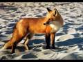 videos de Earth Day 2008