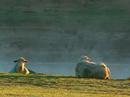Westray farm Stay