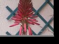 Flower of Aloe Flower of Aloe