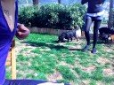 Puppies
