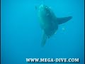 ?????MOLA MOLA?