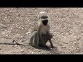 The wildlife in the Tsavo east National Park (Kenya)