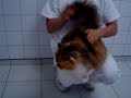 cat-fight.html