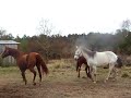 Horse Play