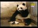 .flv .flv