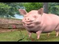 Brad Pig