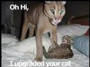 The LOLCAT complation video!!!