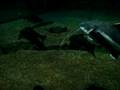monster catfish