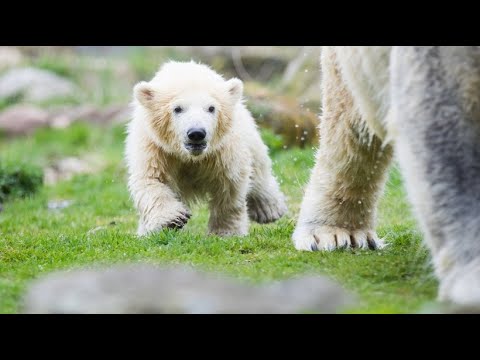 Gelsenkirchen: Eisbr-Baby Nanook macht erste Schritte im Auengehege