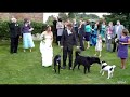 Perro meando en vestido de novia durante boda