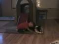 videos de Rosie (Jen x Singe) playing and tugging