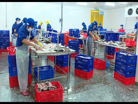 CPTPP và EVFTA: Cơ hội để Thủy sản Việt Nam phát triển bền vững