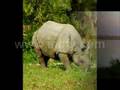 Kaziranga National Park: Exploring a One-Horned Adventure