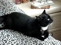 Hungry Cat Meowing