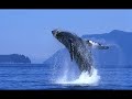 Ballenas en el sur de Argentina Mapis Alejandro Ballenas en el sur de Argentina Mapis Alejandro