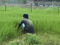 Memotong Rumput Minyak Memotong Rumput Minyak