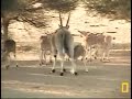 Eland nursery