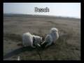 Dog sled training toneripark  19/July/08 (verde & paz)
