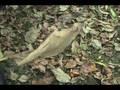 videos de How to ID Catalpa speciosa