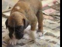 boxer puppy dreams