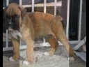 boxer puppy dreams