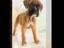 boxer puppy dreams