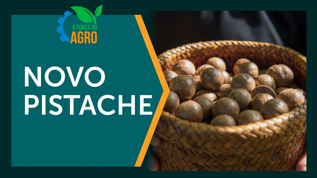Macadâmia: o novo pistache do agronegócio brasileiro?  |  A Força do Agro, com Joice Maffezzolli