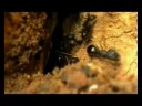Ant Ant